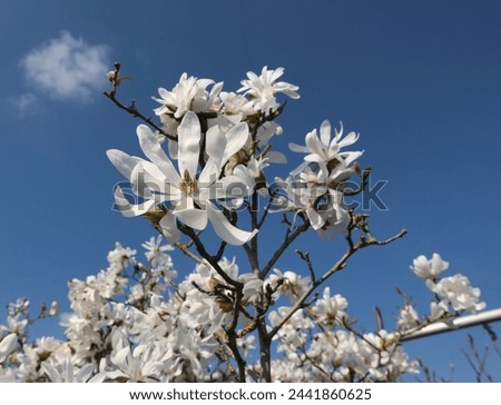 Star magnolia, or magnolia stellata,  on blue sky background.