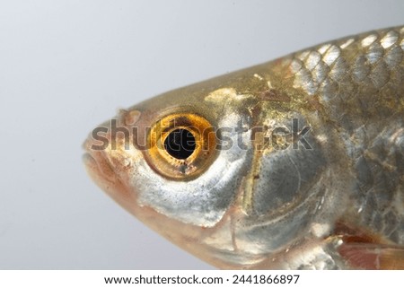roach x rudd hybrid adult fish