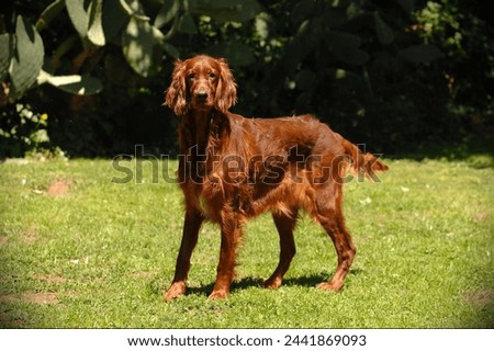 Portrait of a Irish Red Setter in outdoors. Royalty-Free Stock Photo #2441869093