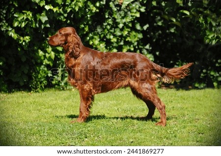Portrait of a Irish Red Setter in outdoors. Royalty-Free Stock Photo #2441869277