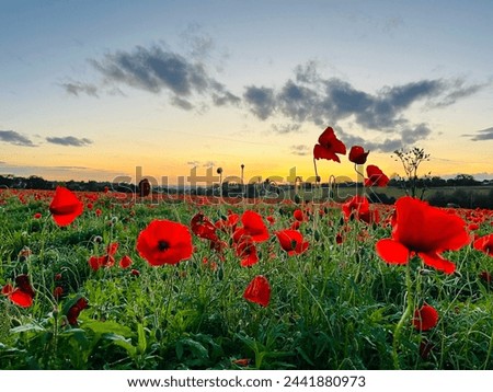 Picture of a poppy field in October