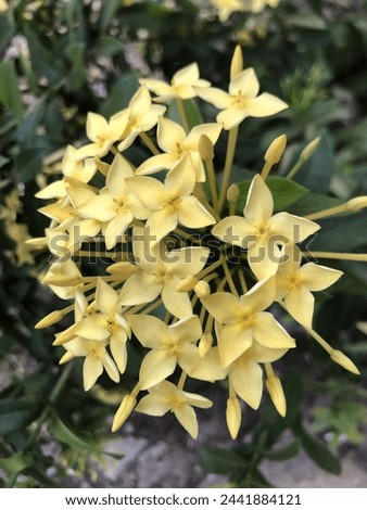 Beautiful yellow flowers grow blooming in fertile soil with scorching sun and abundant water