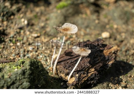 Coprinopsis lagopus is a species of fungus in the family Psathyrellaceae