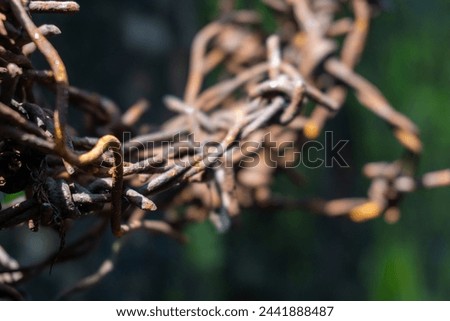 Rusty barbed wire, weathered but still menacing, entwined with tales of bygone perils. Royalty-Free Stock Photo #2441888487