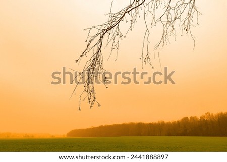 In the foreground of the bare twigs of the tree, in the background field with trees, misty landscape, cold weather, green horizon, natural background for text, orange photo