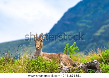 Nilgiri Tahr is an endangered species , this can be found only in kerala