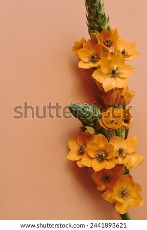 Orange star flower stem over peachy color background. Aesthetic floral composition