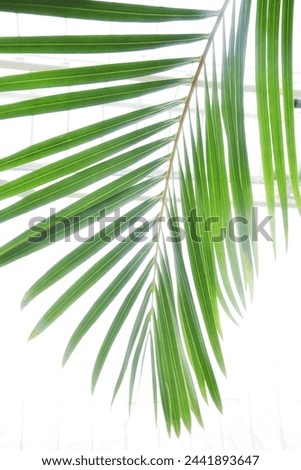 Palm leaf in a tropical greenhouse.natural background.