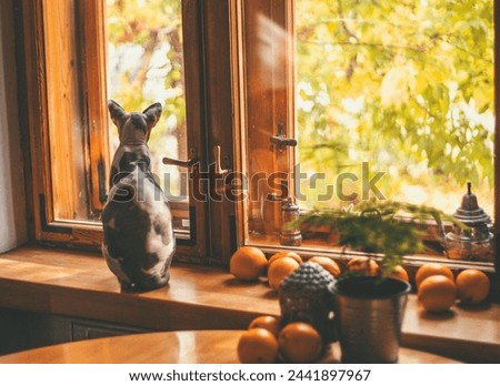 A contemplative cat peers out a window, surrounded by oranges and greenery, a picture of quiet curiosity and indoor tranquility. 🐱🍊🌿