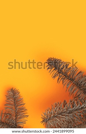 Nobilis fir branches on a yellow background. Place for text.