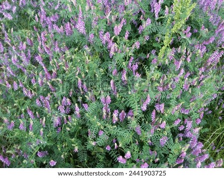   hairy vetch Pictures taken in Japan                               