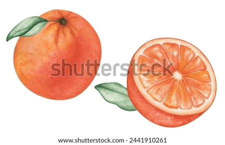 Watercolor set of illustrations. Hand painted oranges, grapefruits, tangerines with leaves. Whole, round, cut in half, sliced orange fruit. Tropical citrus fruit. Fresh juice. Isolated food clip art