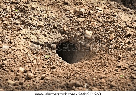 A rat burrow entrance in the dirt Royalty-Free Stock Photo #2441911263