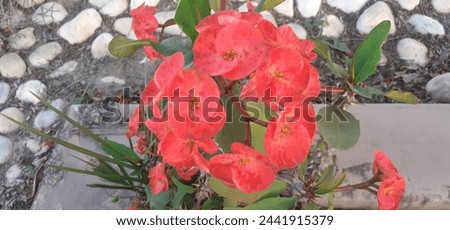 Euphorbia Milii or Crown of Thorn flowers is a species of Euphorbiaceae family flowering plant flowers. It is also known Christ Plant and Christ Thorn. Native place of this plant is Madagascar. Royalty-Free Stock Photo #2441915379