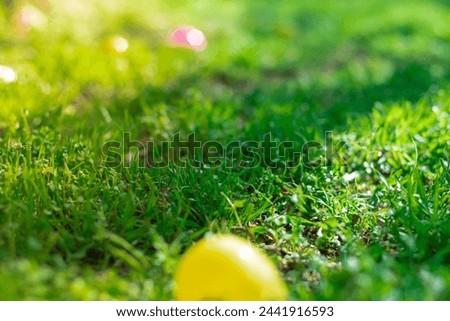 Selective focus colorful Easter eggs on green grass field with early morning backlit light, Easter eggs hunting tradition at local Church backyard in Dallas, Texas, Christian holiday celebration. USA