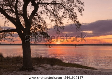 A scenic sunset view of the Cape Fear River from Carolina Beach State Park in North Carolina.  Royalty-Free Stock Photo #2441917167