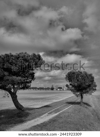 Landscape in the area between Lido di Dante and the river Fiumi Uniti. Black and white pictures with strong contrast that highlights clouds