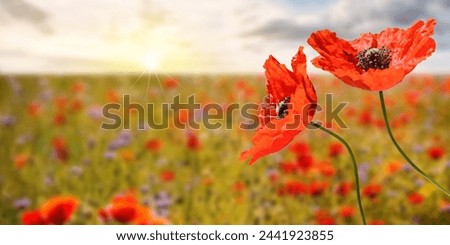 Romantic poppy field at sunrise, panoramic format with copy-space.
 Royalty-Free Stock Photo #2441923855