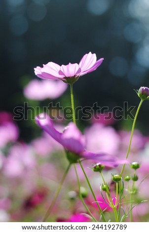 flowers cosmos flowers wall green nature background fresh wallpaper