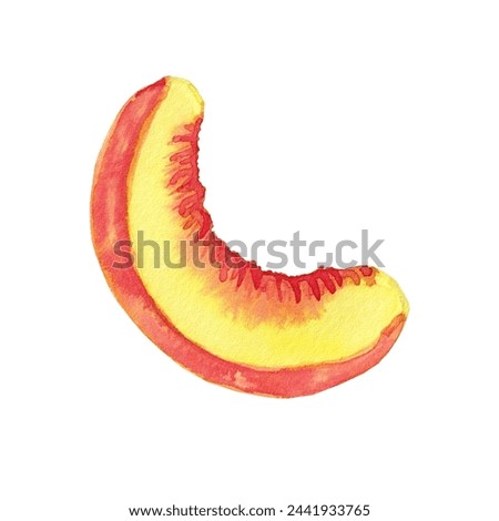 Peach slice watercolor illustration. Hand drawn realistic image of a juicy cut fruit. Ingredient for design and menu.