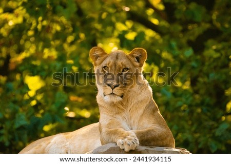lioness in bright golden rays setting sun. Close-up. Love and tenderness king of beasts. Nature yellow background with wild animals