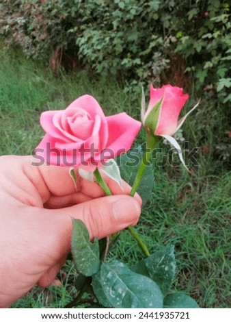 Two pank rose beautiful picture 