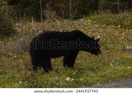Brown bear eating in the grass in Banff National Park
