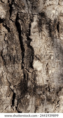 Textured image of a tree with thick bark, brown tones, strong contrast. Royalty-Free Stock Photo #2441939899