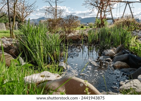 A beautiful pond in the garden with green water grass and rocks.