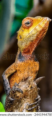 Close up picture of colorful lizard