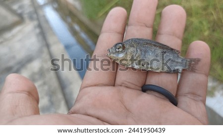 This photo is about a baby fish on the palm of your hand
