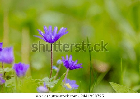 Solf selective focus of violet blue flowers Anemonoides blanda in garden, Oosterse anemoon or Grecian windflower is a species of flowering plant in the family Ranunculaceae, Natural foral background. Royalty-Free Stock Photo #2441958795