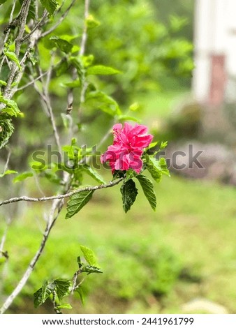 Pink magenta flower,Bauhinia blakeana,commonly called the Hong Kong orchid tree. It has large thick leaves and striking purplish red flowers.It is a traditional emblem of Hong Kong. bokeh background. Royalty-Free Stock Photo #2441961799