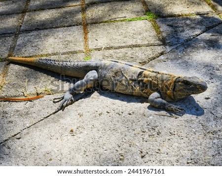 This is a picture of a large iguana, sunning itself next to a pool in a tropical climate.