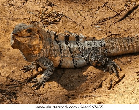 This is a picture of a large iguana, sunning itself next to a pool in a tropical climate.