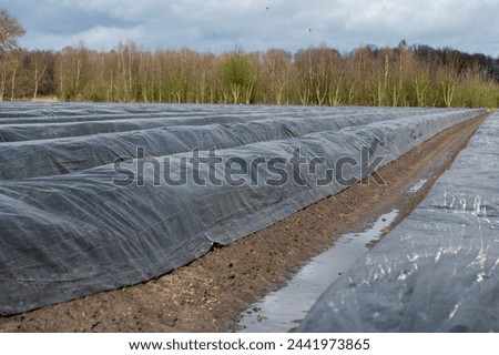 Agriculture in Netherlands, white asparagus fields covered with plastic film in spring, landscape photo, North Brabant