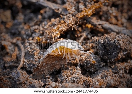 Woodlice, also known as roly-polies or pill bugs, are small crustaceans found in moist environments around the world. Has fragmented bodies and a habit of curling into a ball when threatened.