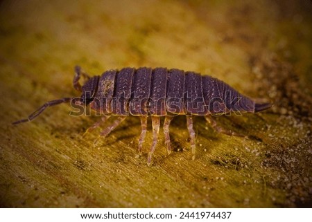 Woodlice, also known as roly-polies or pill bugs, are small crustaceans found in moist environments around the world. Has fragmented bodies and a habit of curling into a ball when threatened.