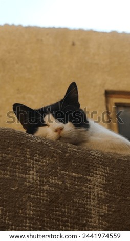 a sleeping cat with black and white fur on a wall