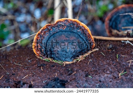 Red belted conk on dead fir tree Royalty-Free Stock Photo #2441977335