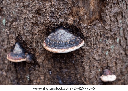 Red belted conk on dead fir tree Royalty-Free Stock Photo #2441977345