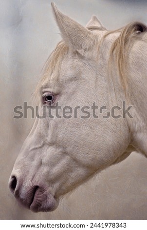 Portrait of a beautiful white Horse