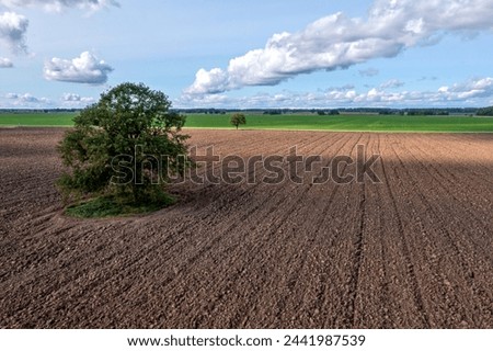 Aerial view of a tree growing on a plowed agricultural field