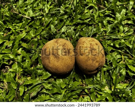 Two small potatoes on the grass