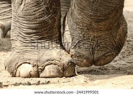 Legs Feet Skin Elephant Background