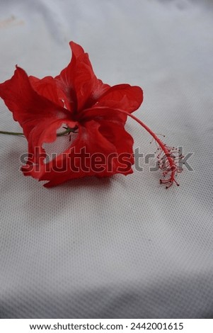 A red jaba flower on a white background