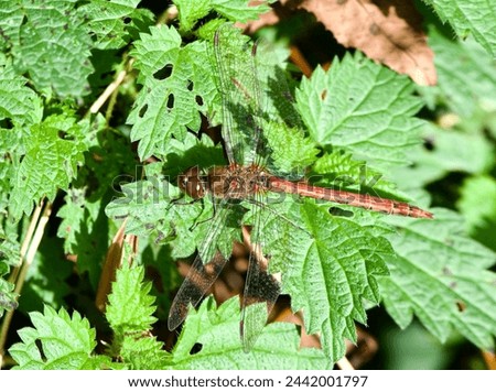 Climate change? Dragonfly seen in November: Sympetrum striolatum. Royalty-Free Stock Photo #2442001797