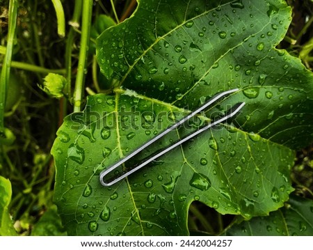 A pair of tweezers resting on wet green leaves