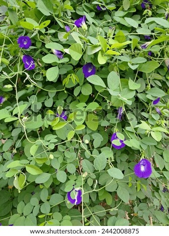 Butterfly pea flowers grow amongst bunches of leaves