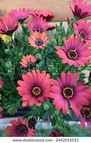 Stunning bush of red and yellow flowers from the gerbera family with large petals
